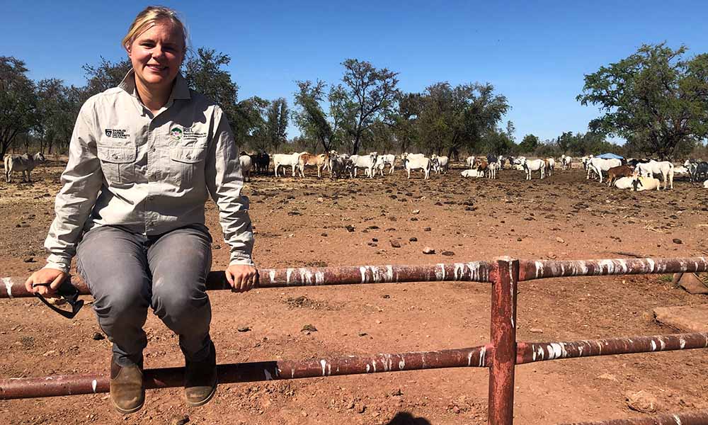 Study examines how virtual fencing performs on NT cattle stations