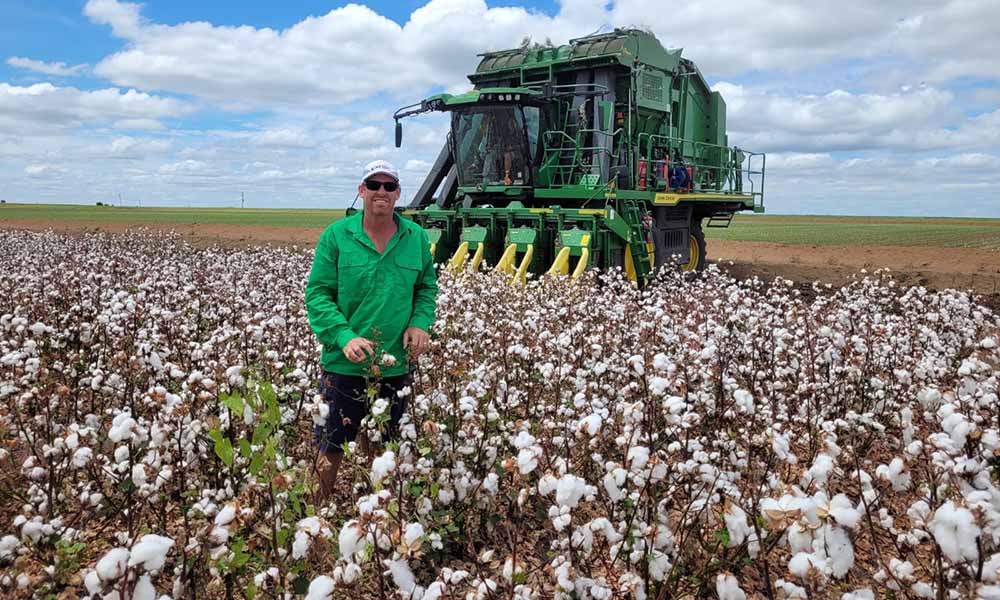 Cotton picking begins following mixed season
