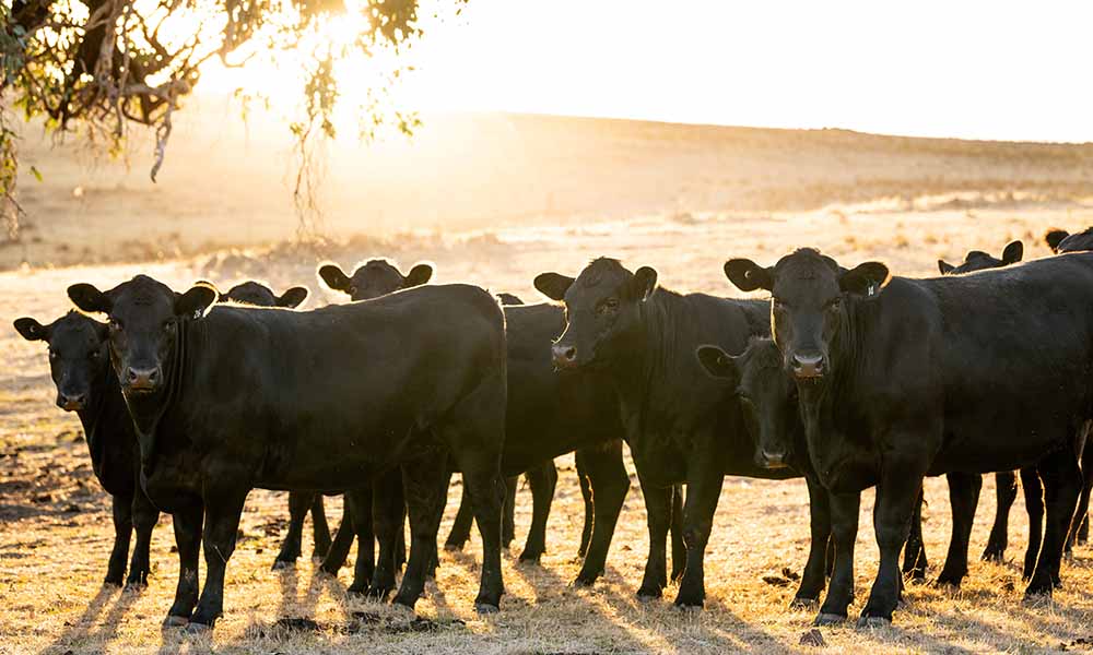 New strategic partnership between Weatherbys Scientific and Angus Australia