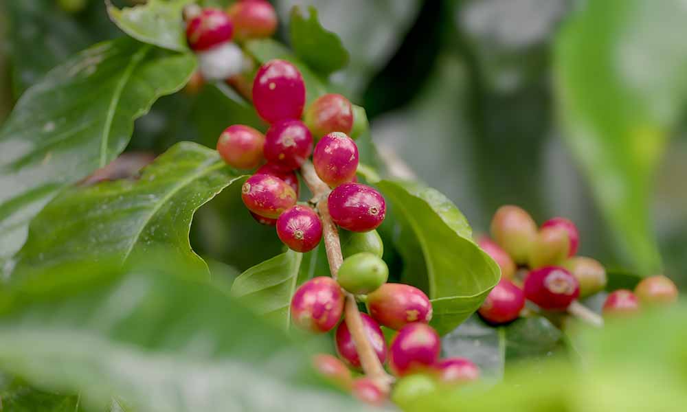 AI Sensors helping reduce food waste and improve efficiency