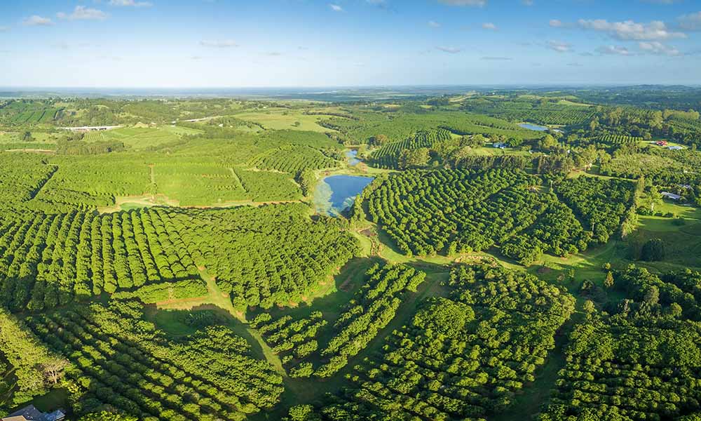 Rains rally cattle, while macadamias set to crack records
